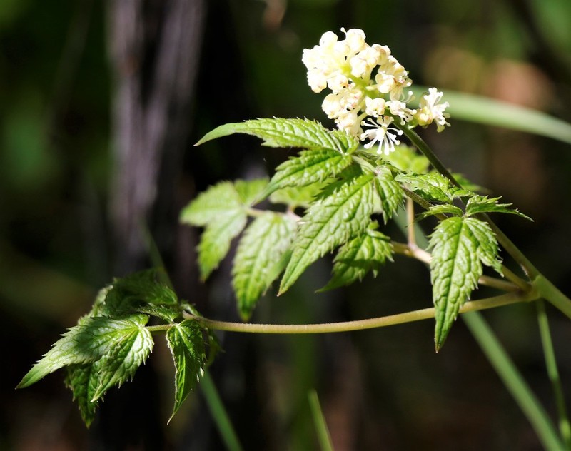 Actaea erythrocarpa photo 4