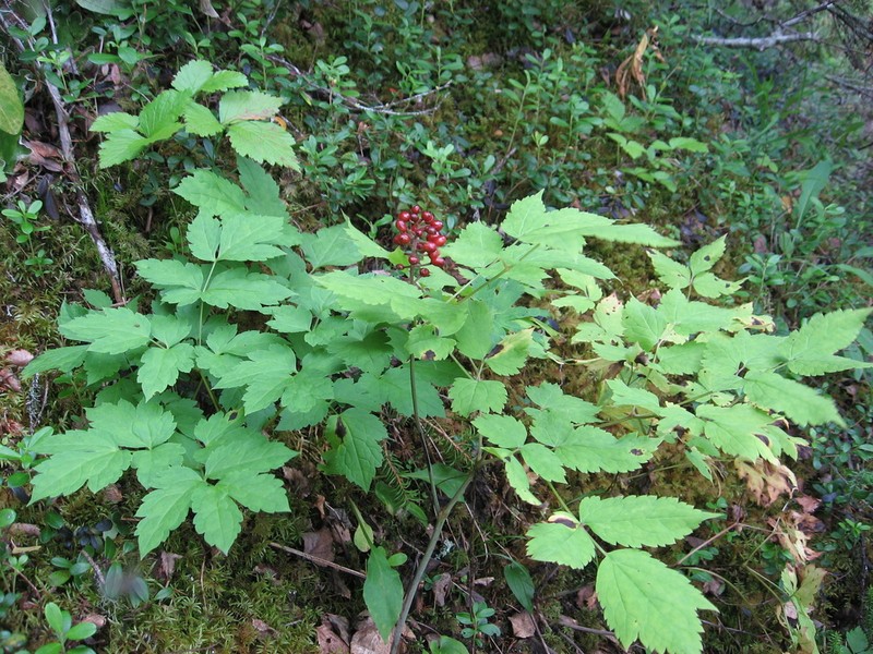 Actaea erythrocarpa photo 5