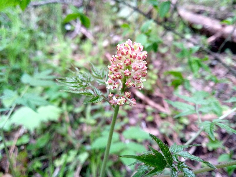 Actaea erythrocarpa photo 6