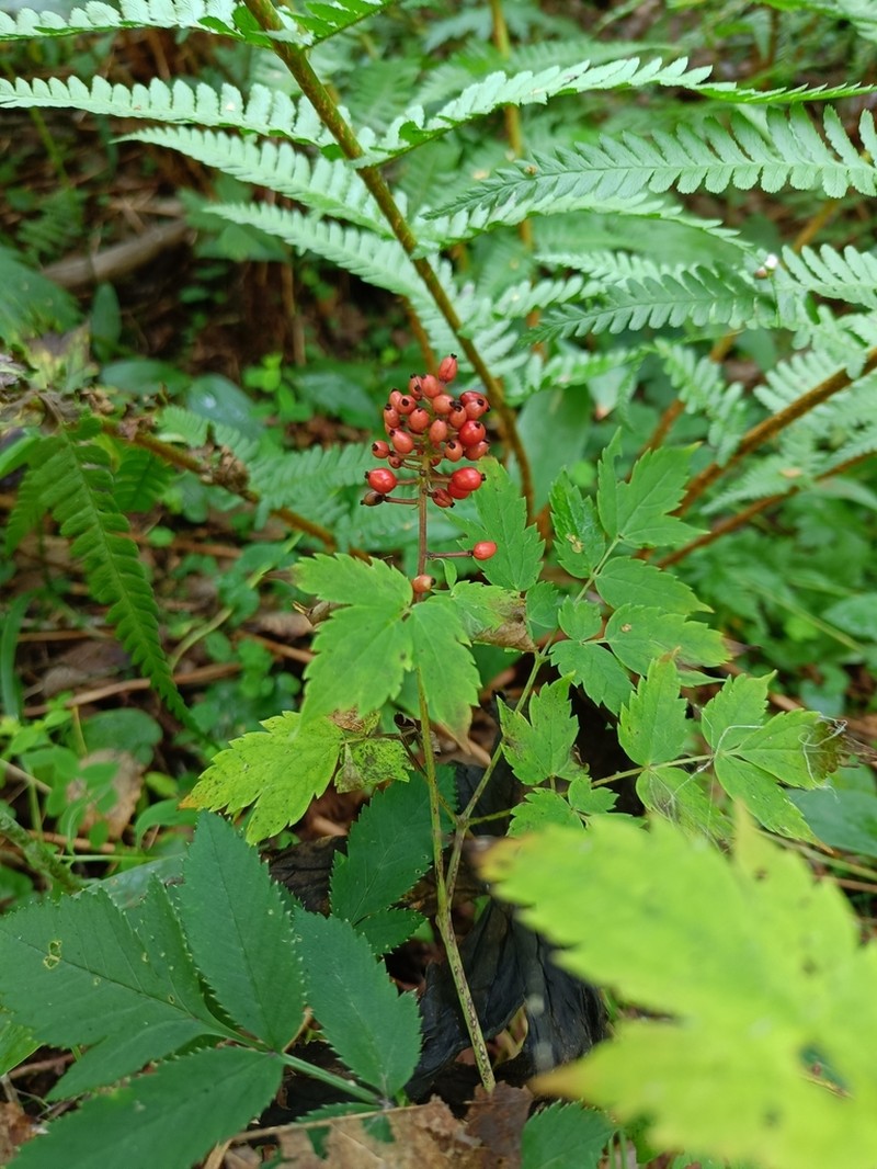Actaea erythrocarpa photo 7
