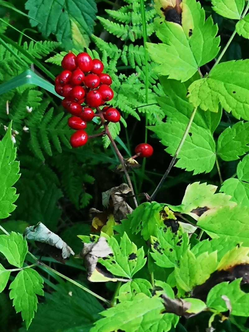 Actaea erythrocarpa photo 8