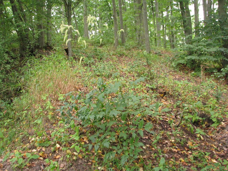 Actaea europaea
