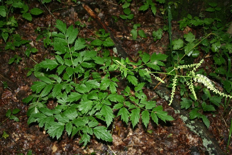 Actaea europaea photo 2
