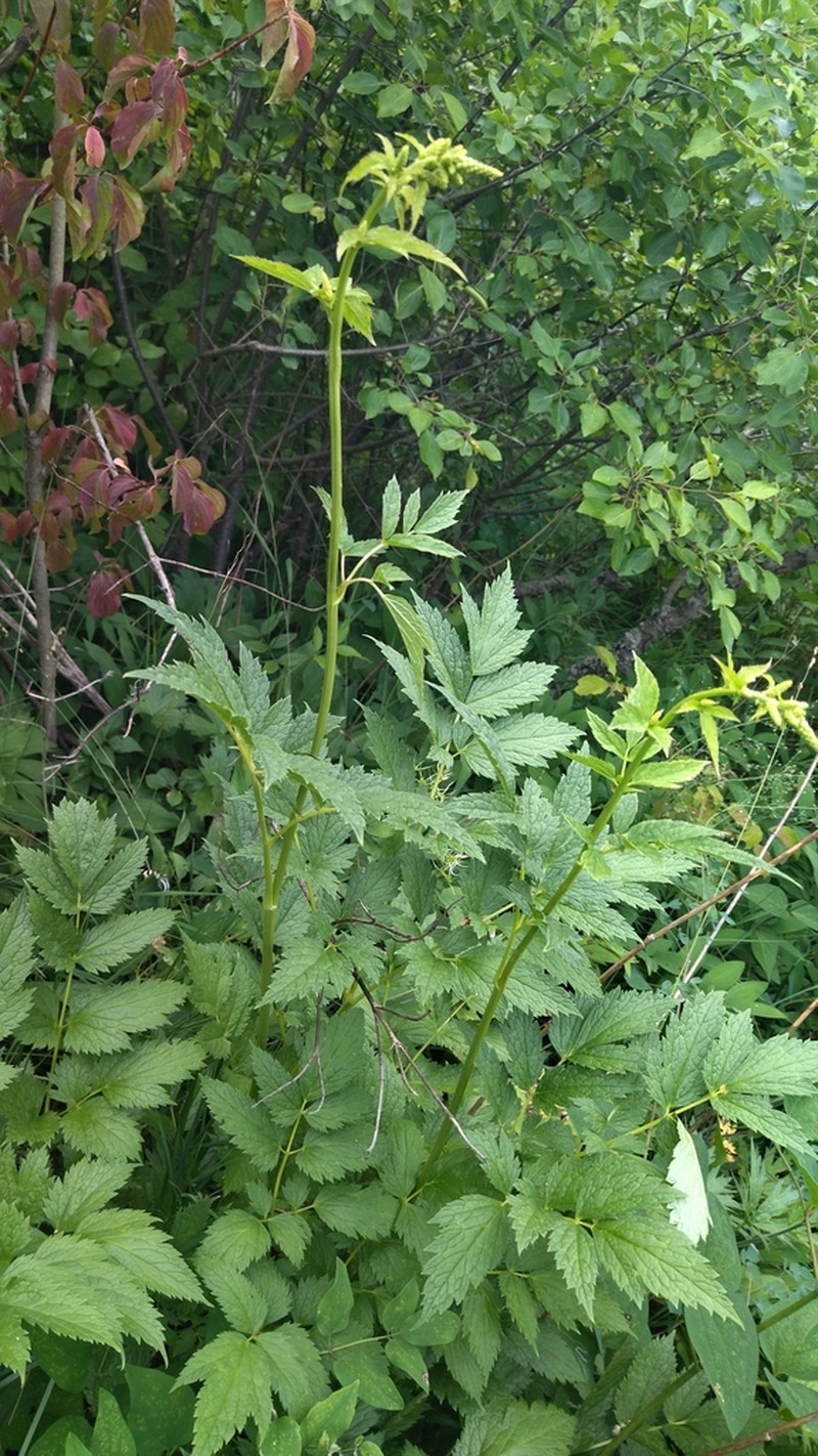Actaea europaea photo 3