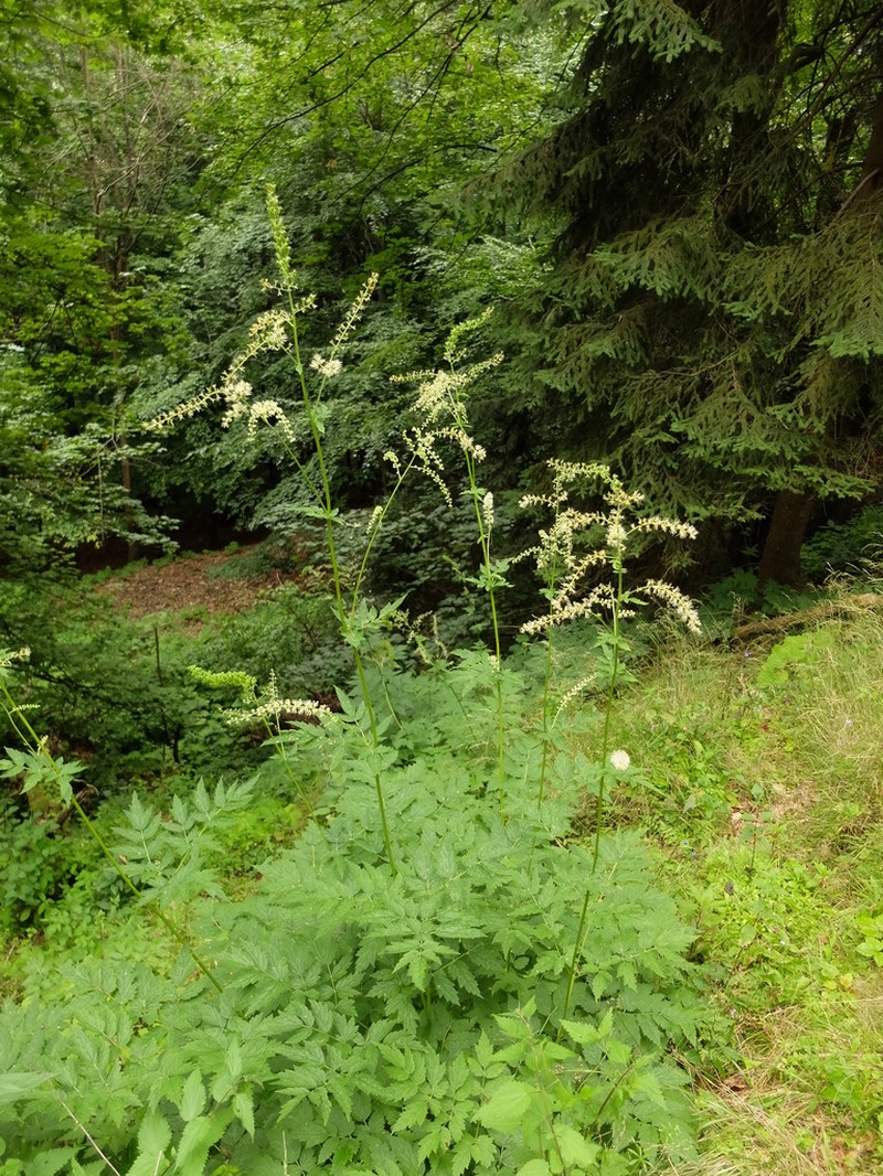 Actaea europaea photo 4