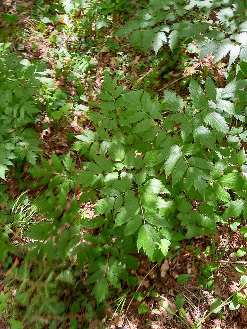 Actaea europaea photo 5