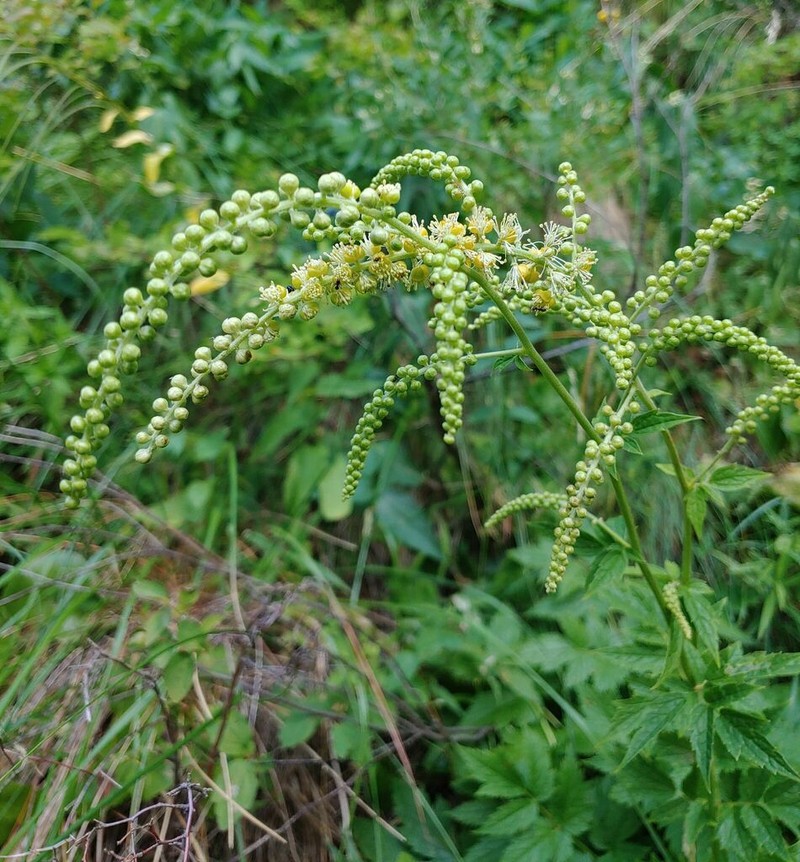 Actaea europaea photo 6