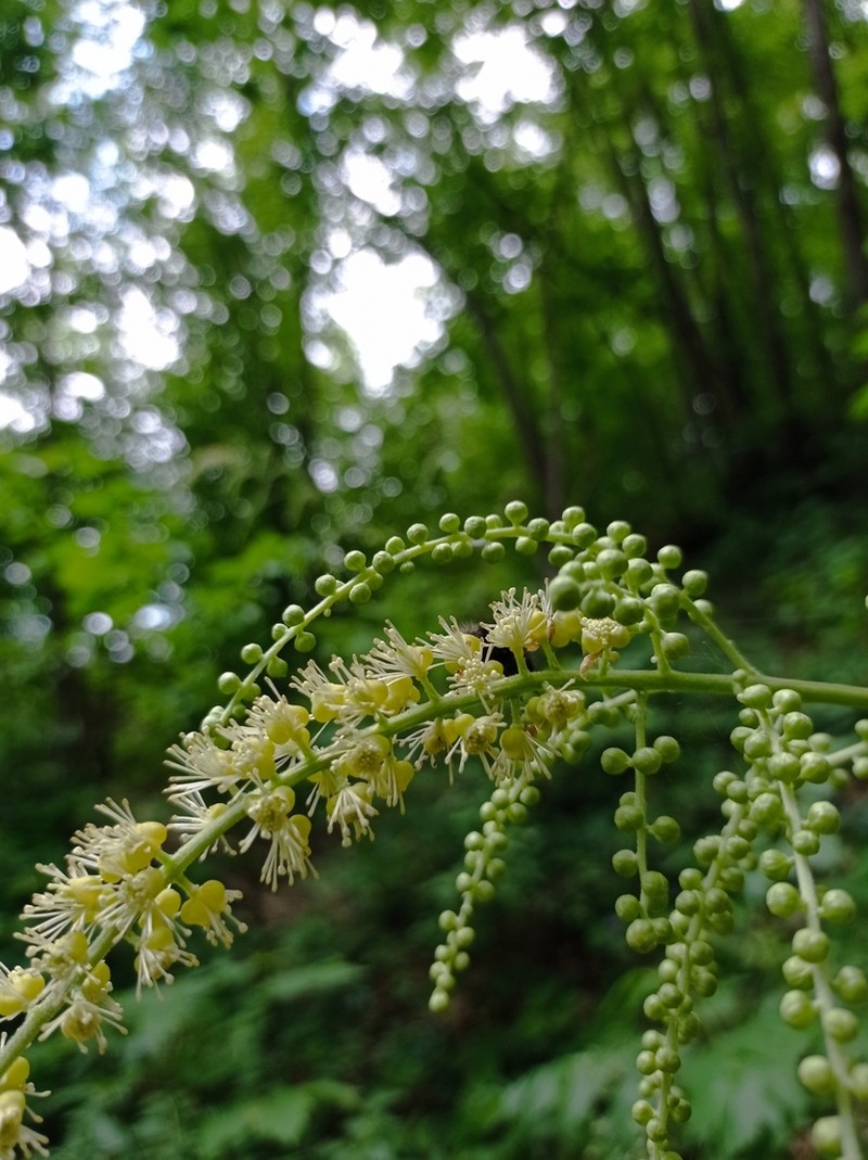 Actaea europaea photo 7