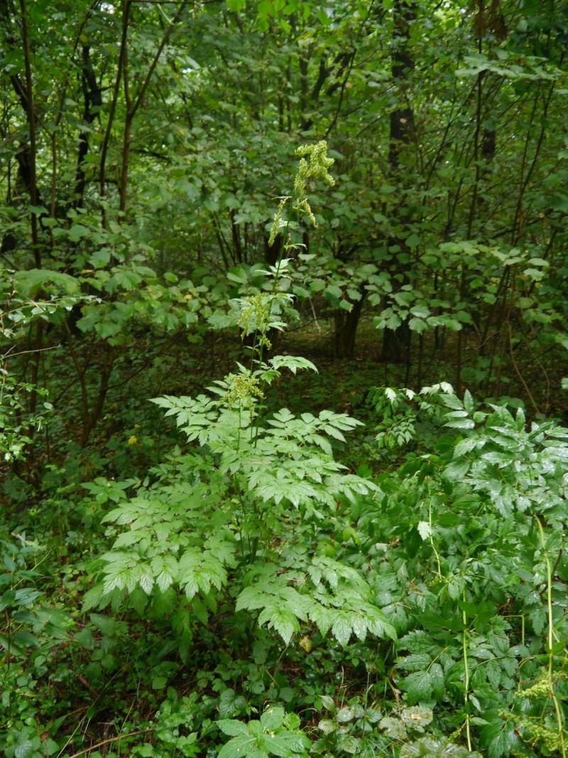 Actaea europaea photo 8
