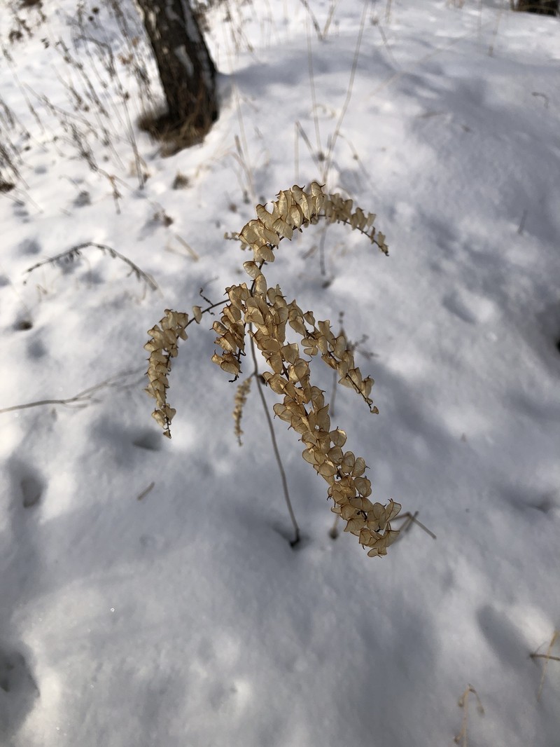 Actaea frigida photo 2