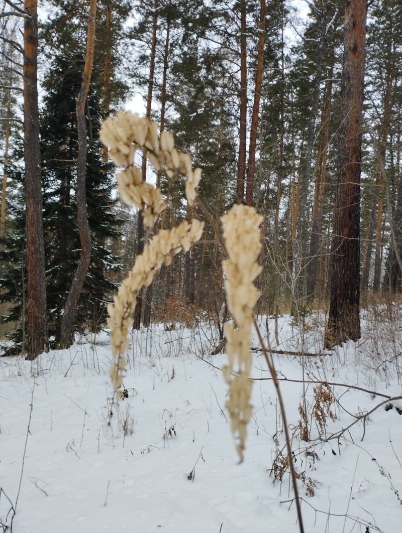 Actaea frigida photo 3