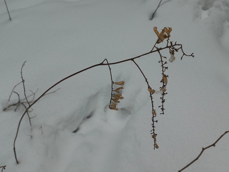 Actaea frigida photo 4