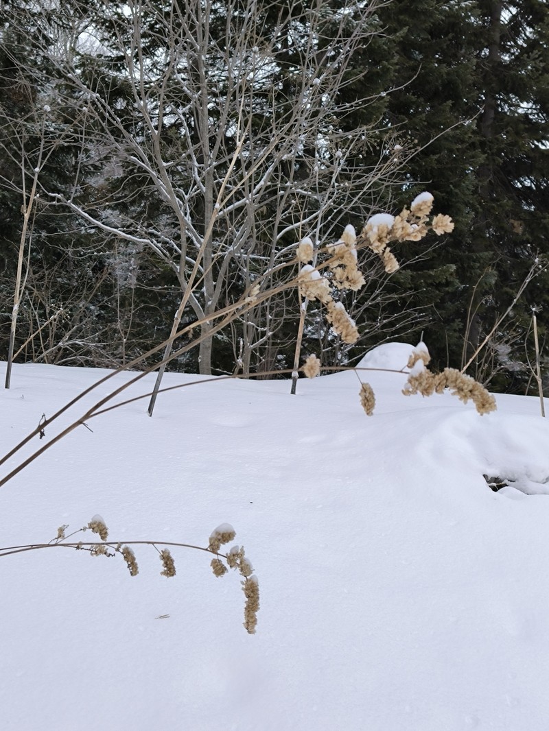 Actaea frigida photo 5