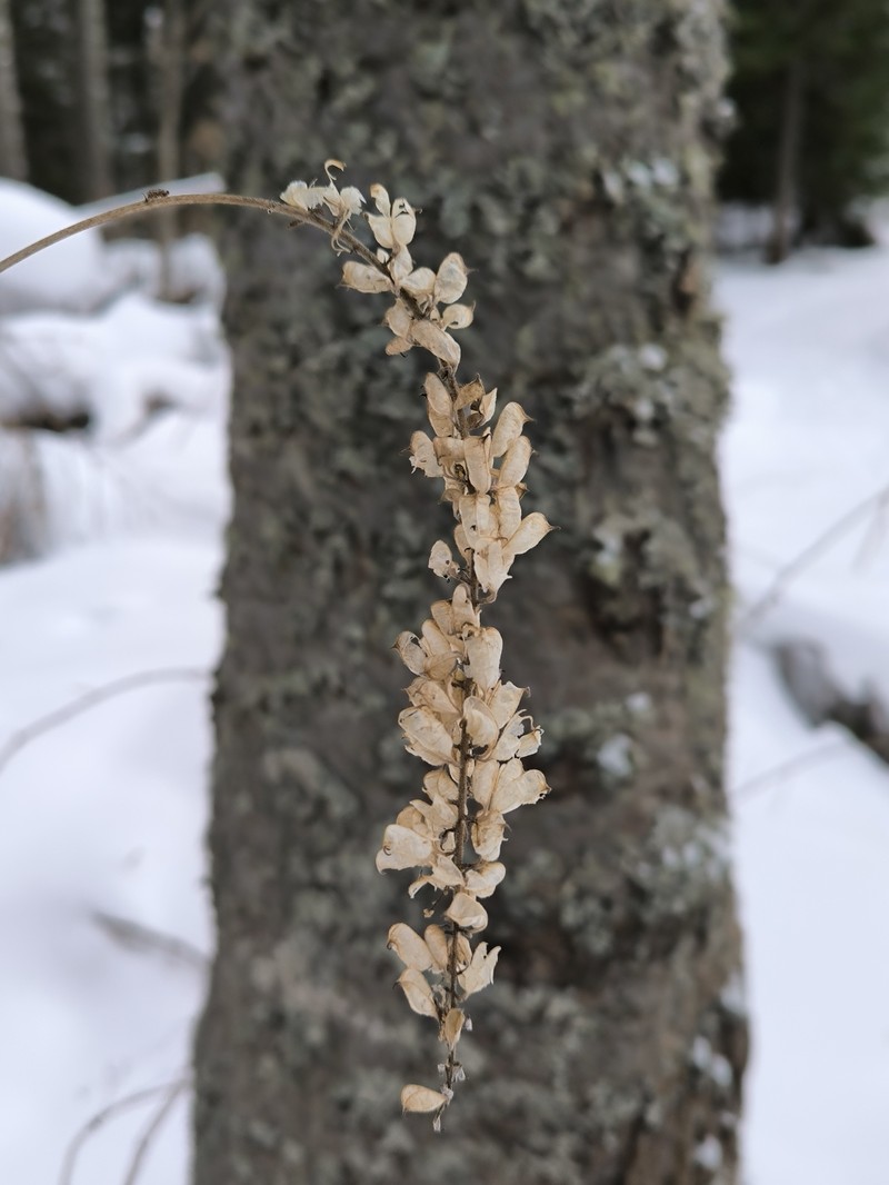 Actaea frigida photo 6