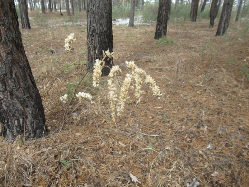 Actaea frigida photo 7