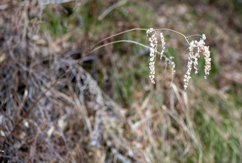 Actaea frigida photo 8