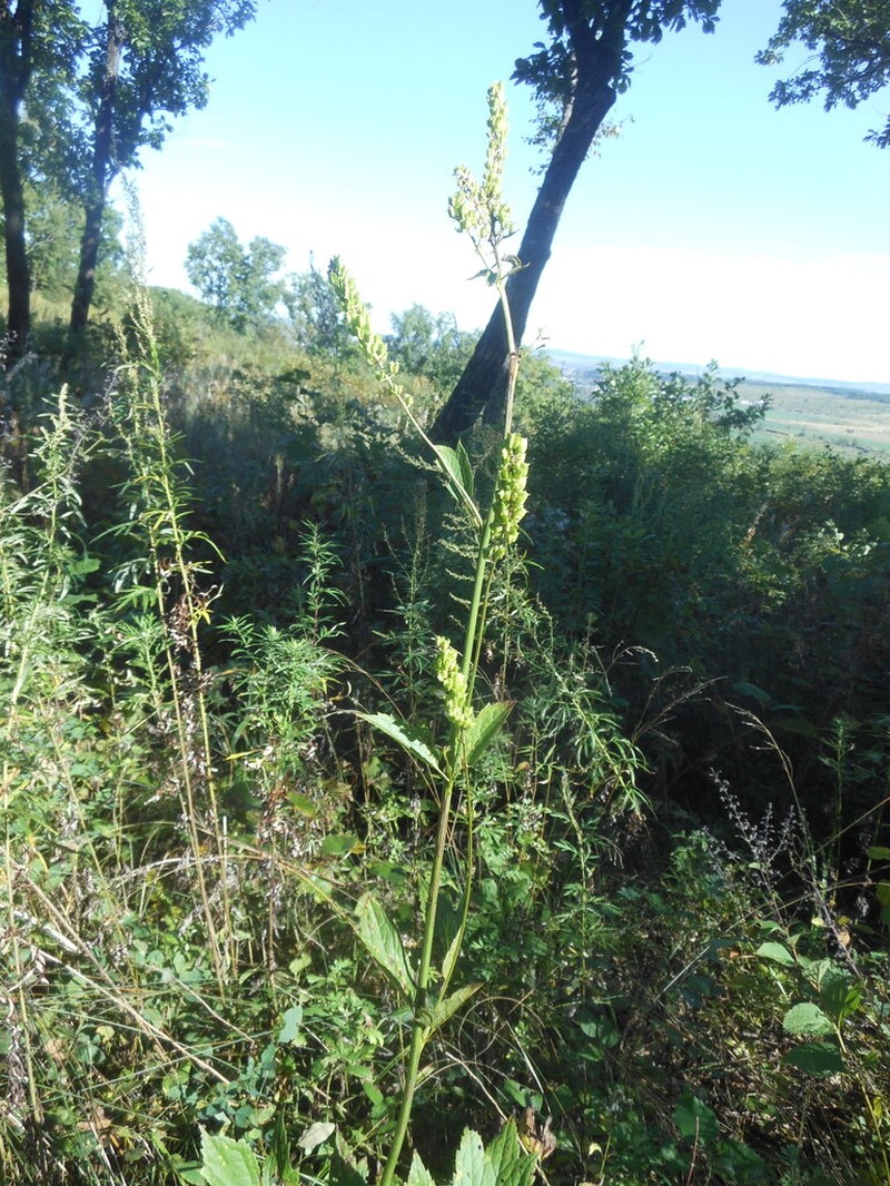 Actaea heracleifolia photo 2