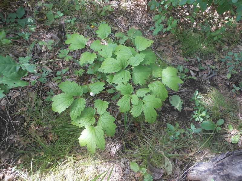 Actaea heracleifolia photo 3