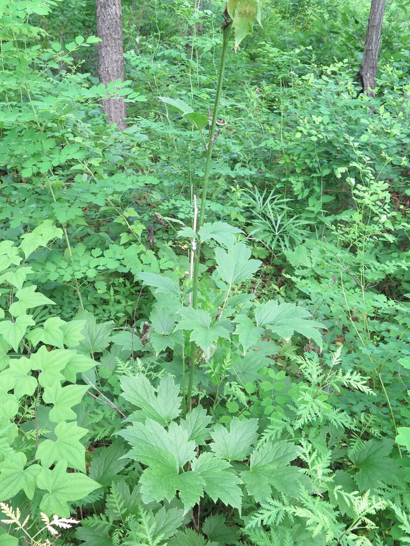 Actaea heracleifolia photo 4