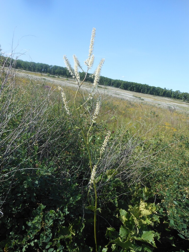 Actaea heracleifolia photo 5