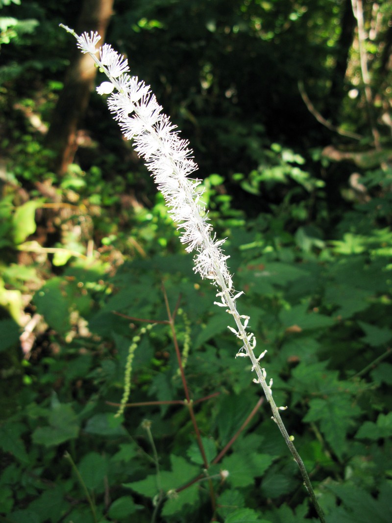 Actaea japonica