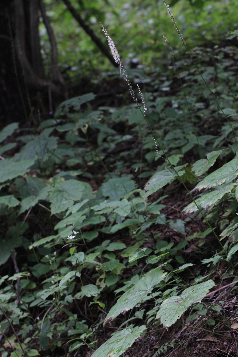 Actaea japonica photo 2