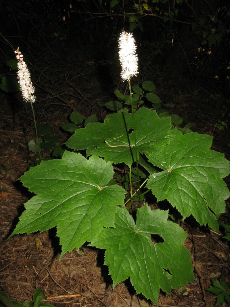 Actaea japonica photo 3