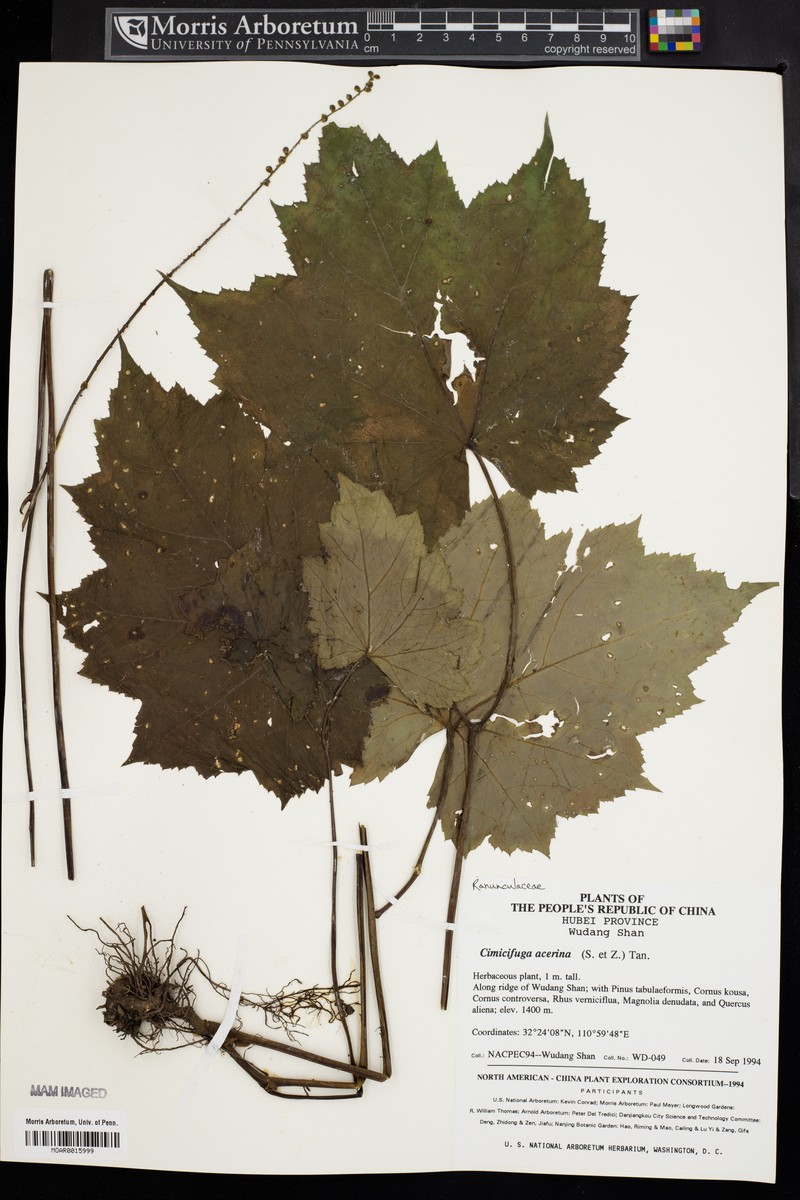 Actaea japonica photo 5