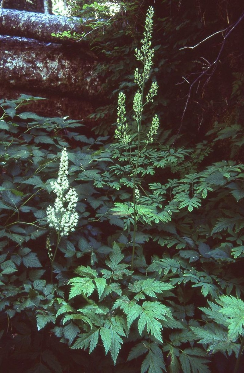 Mt. Hood Bugbane