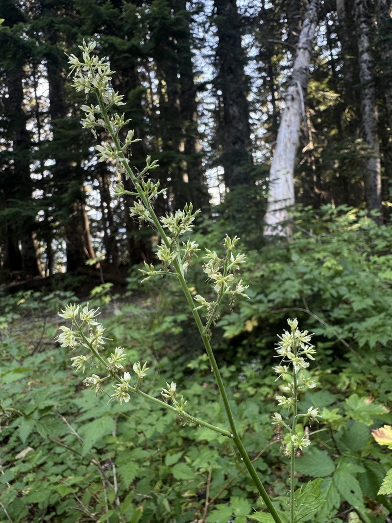 Mt. Hood Bugbane photo 2