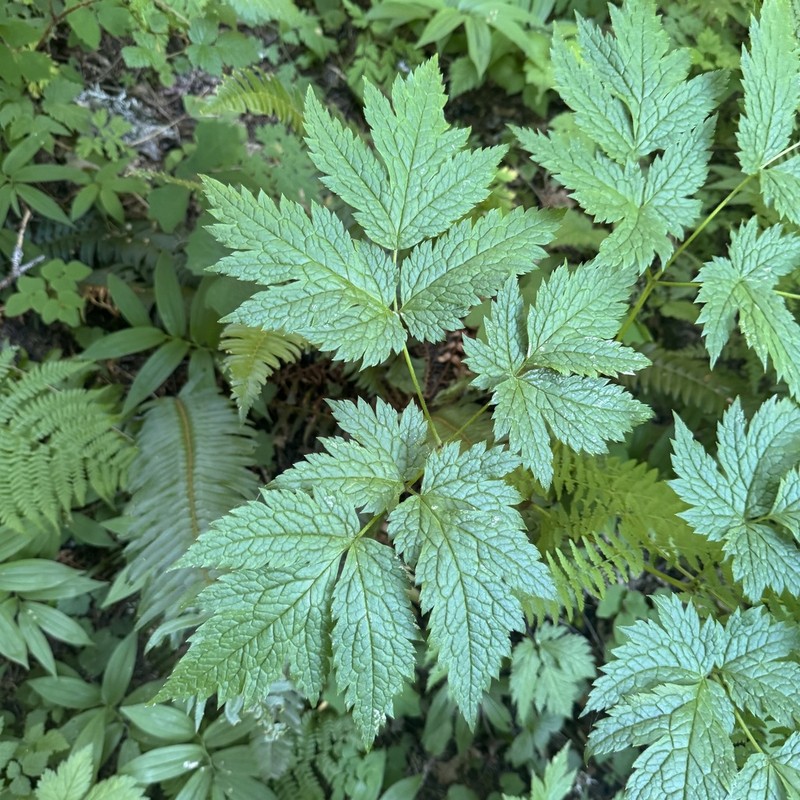 Mt. Hood Bugbane photo 3