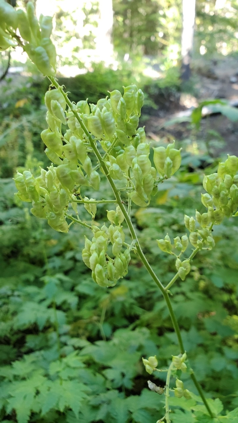 Mt. Hood Bugbane photo 4
