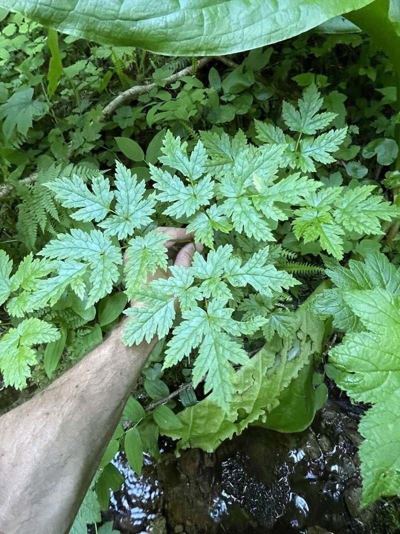 Mt. Hood Bugbane photo 5