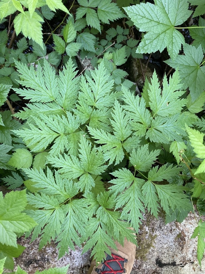 Mt. Hood Bugbane photo 6