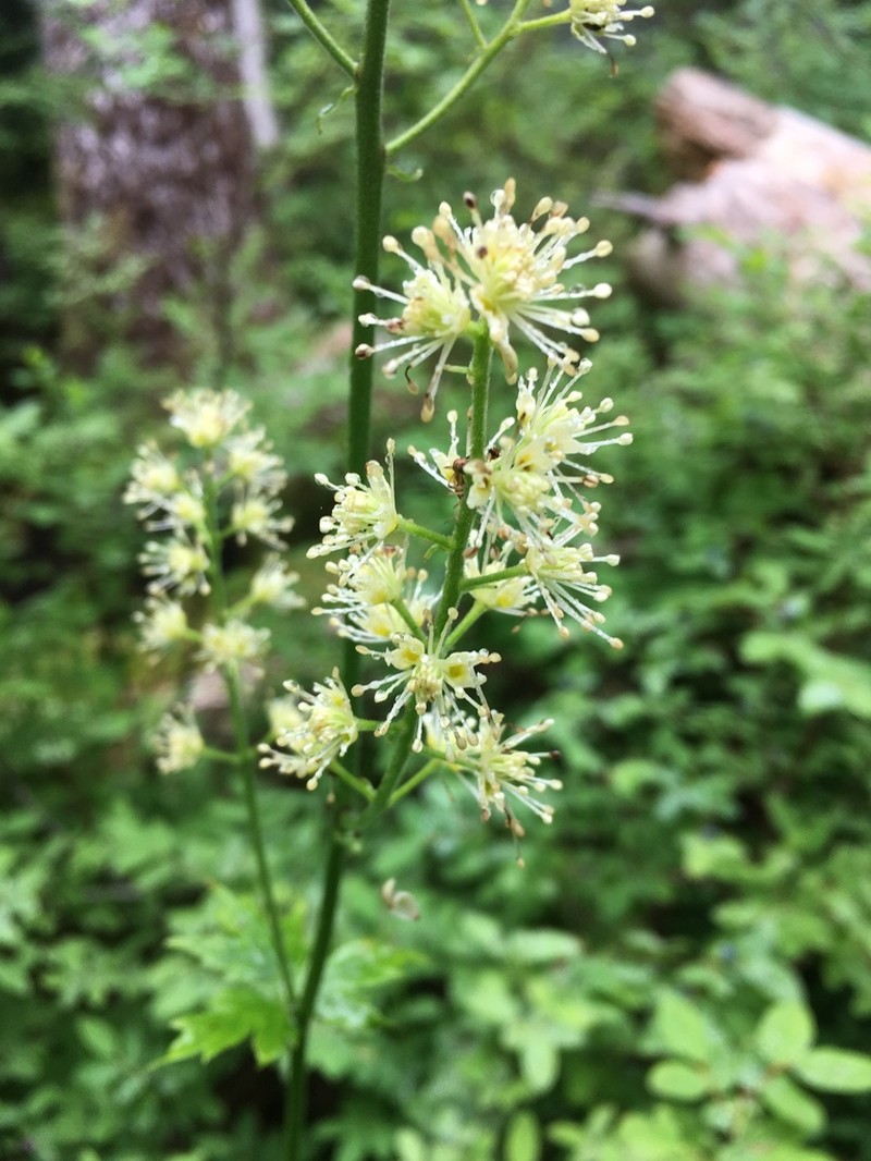 Mt. Hood Bugbane photo 7