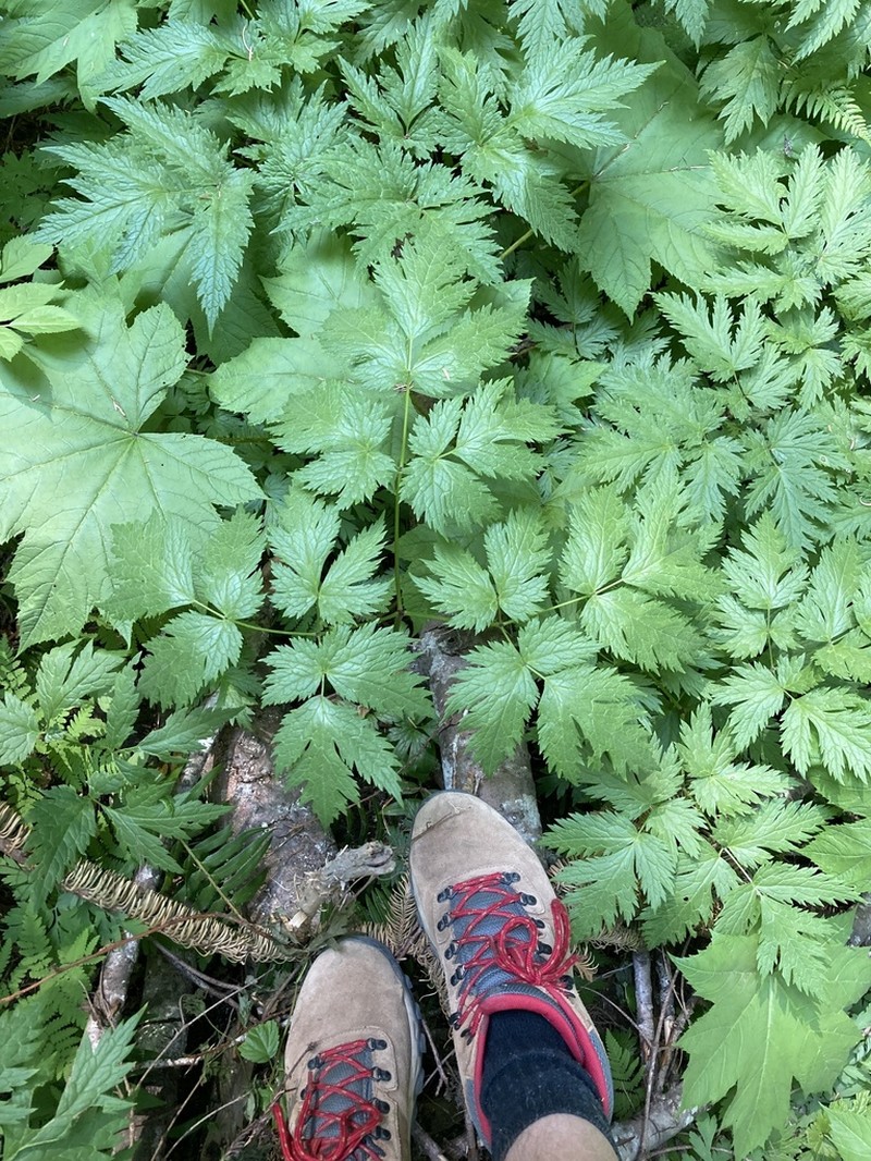 Mt. Hood Bugbane photo 8
