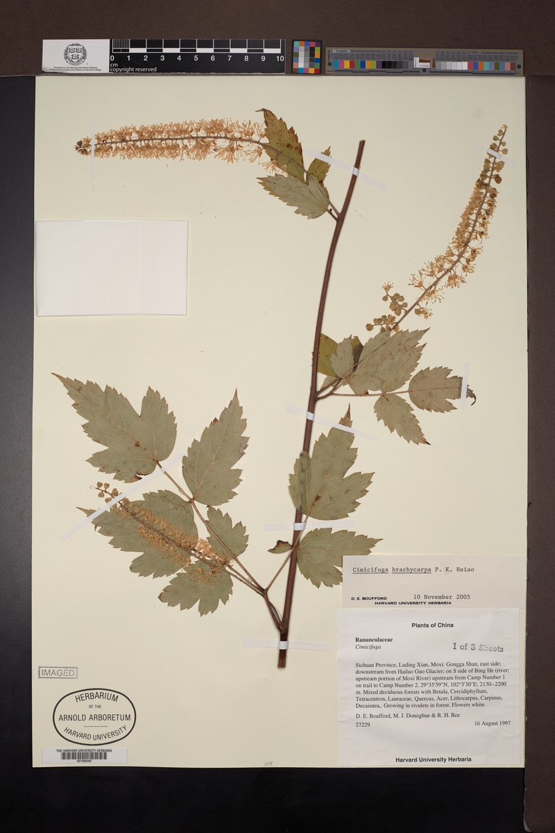 Actaea lancifoliolata