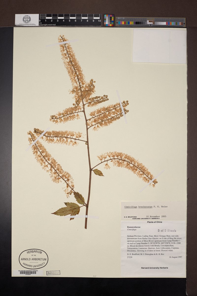 Actaea lancifoliolata photo 2