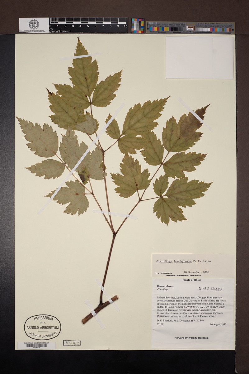 Actaea lancifoliolata photo 3