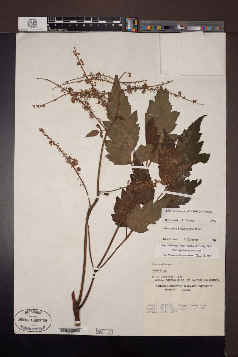 Actaea lancifoliolata photo 5