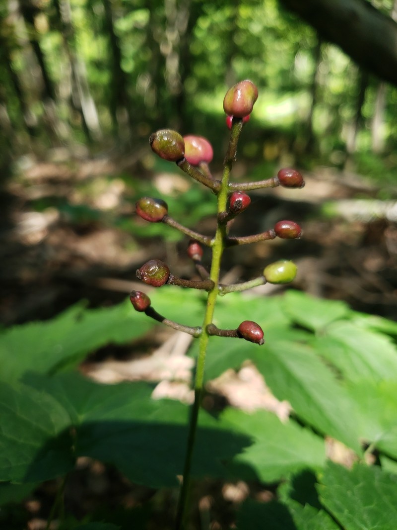 Baneberry