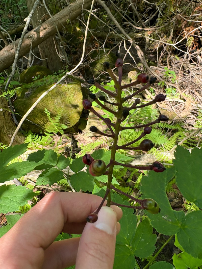 Baneberry photo 2