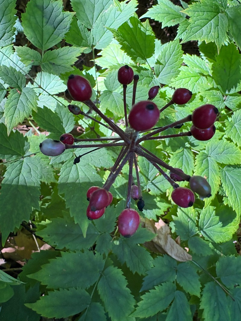 Baneberry photo 3