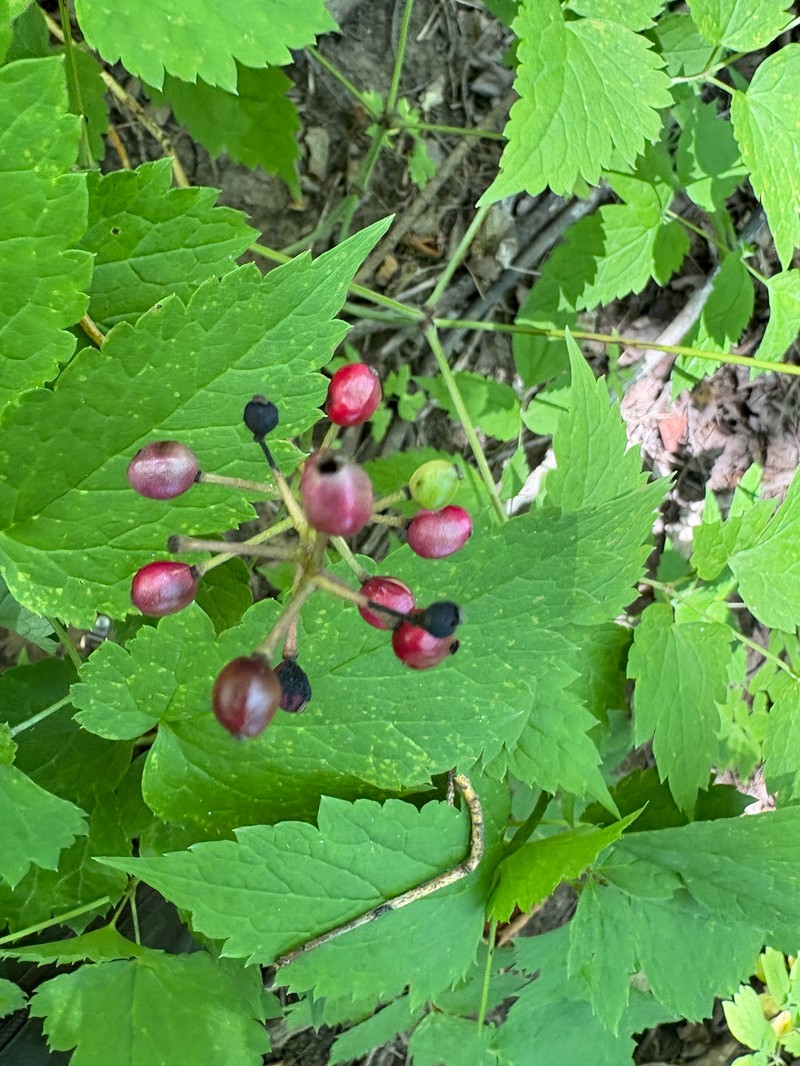 Baneberry photo 4