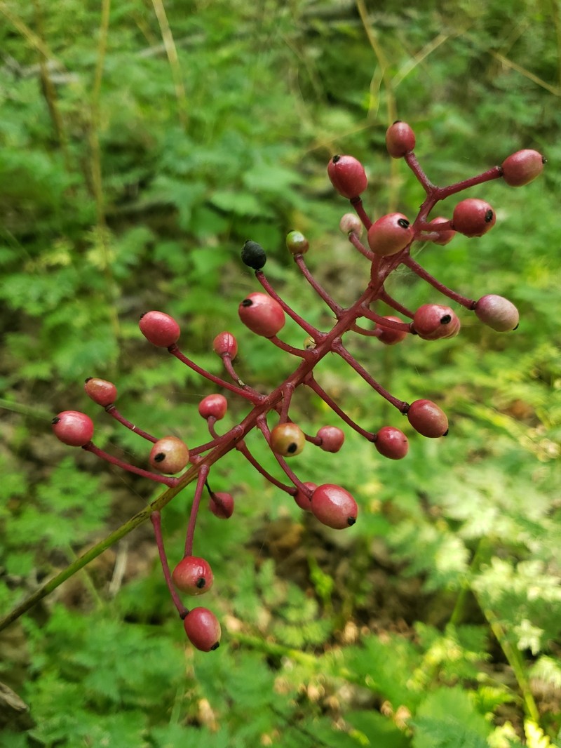 Baneberry photo 6