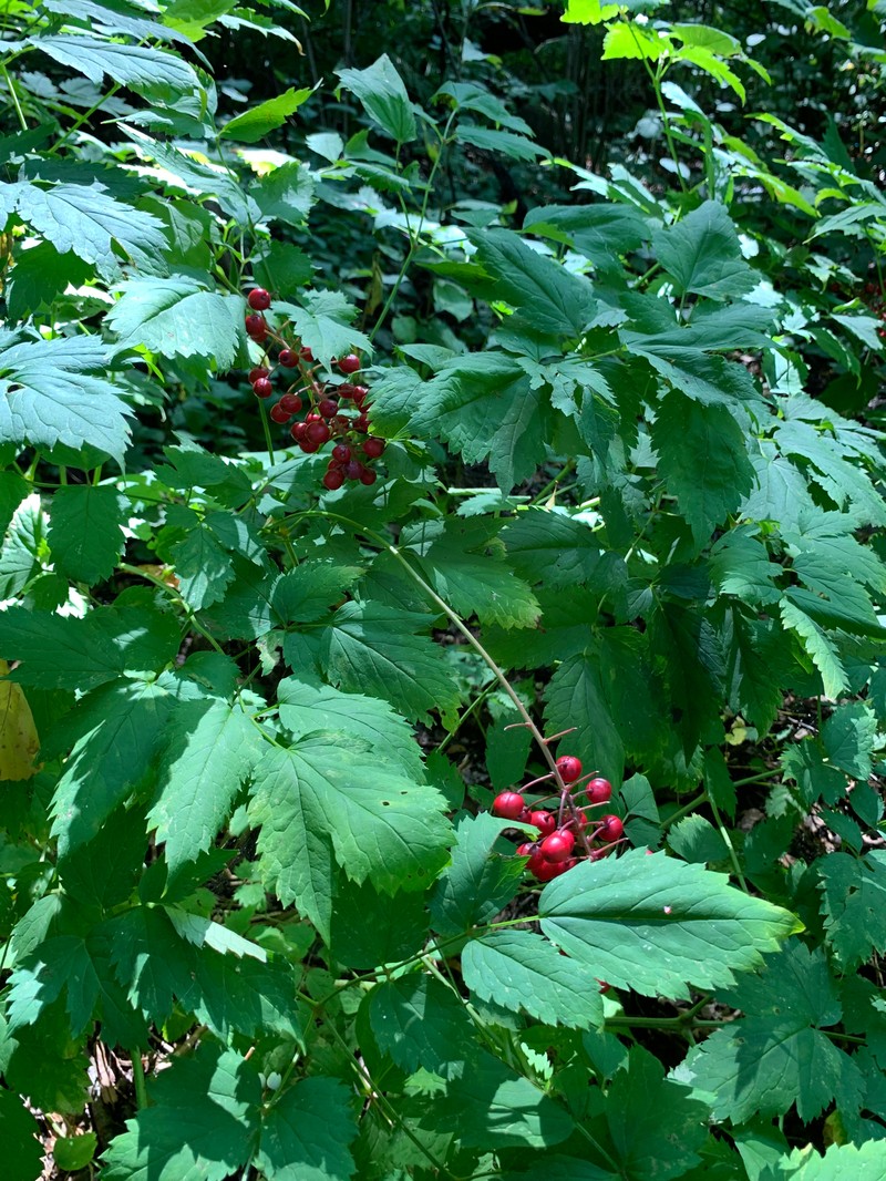 Baneberry photo 8