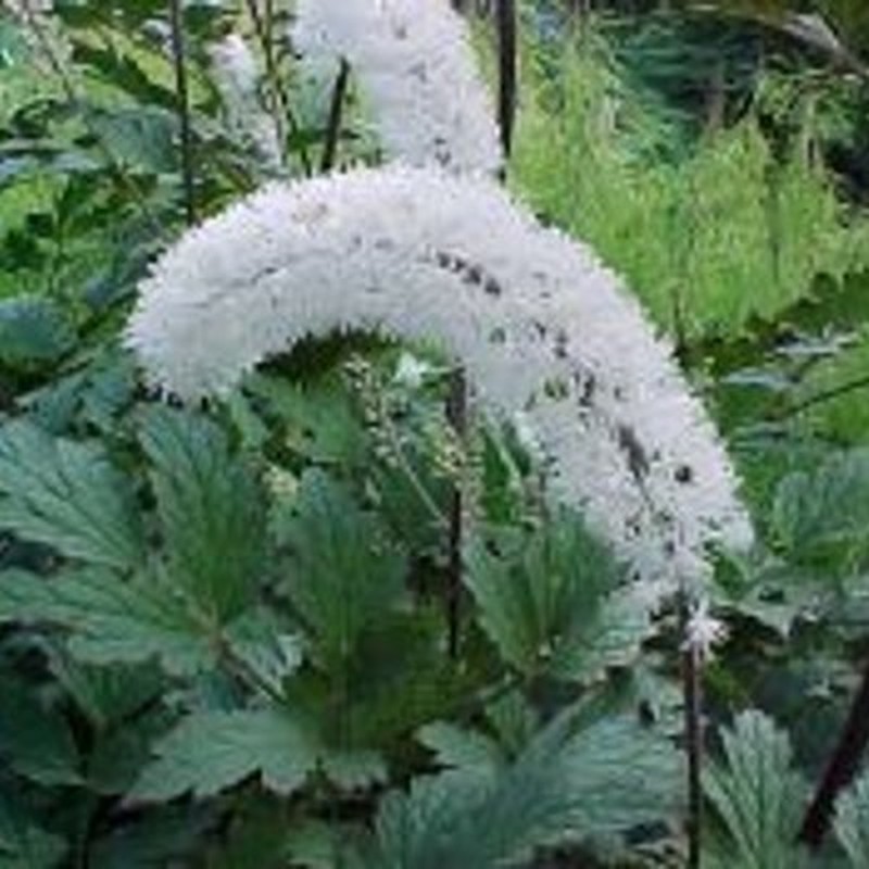 Actaea matsumurae