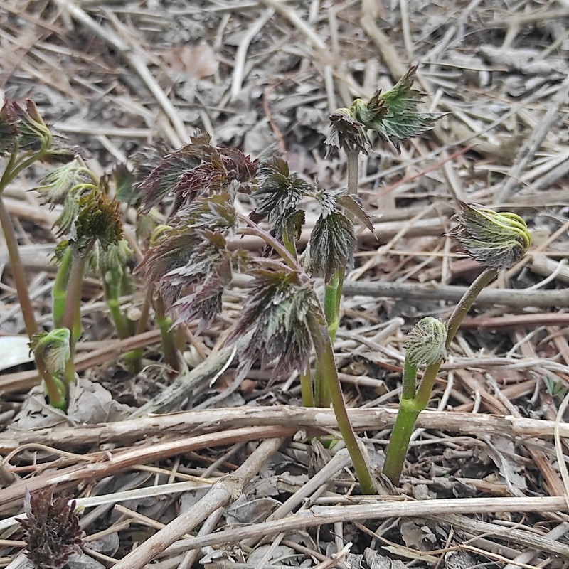 Actaea matsumurae photo 2