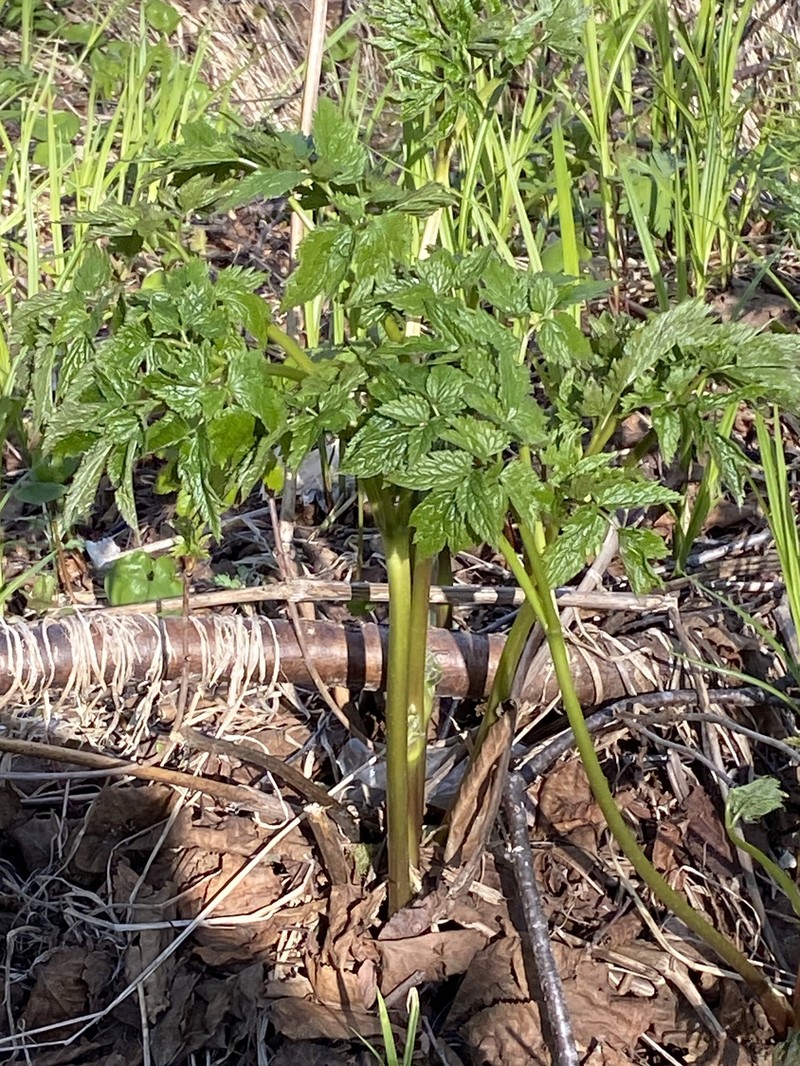 Actaea matsumurae photo 3