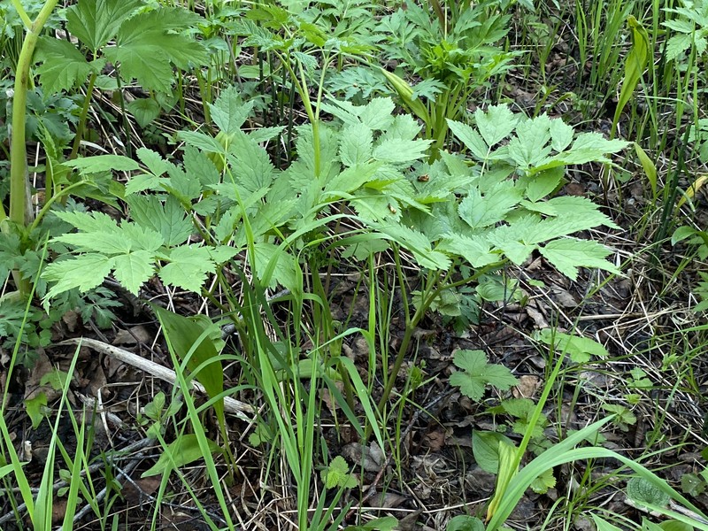 Actaea matsumurae photo 4